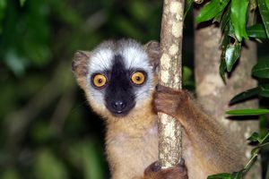 Madagascar Lemurs